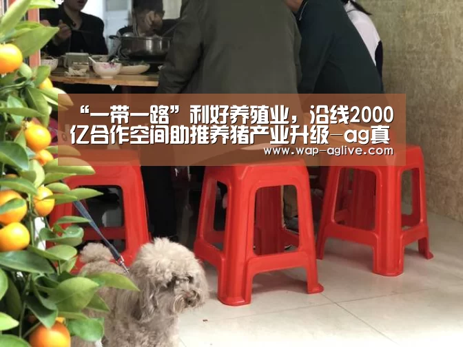 “一带一路”利好养殖业,沿线2000亿合作空间助推养猪产业升级-ag真人下载