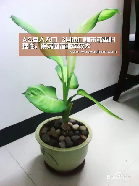 AG真人入口-3月港口煤市或重归理性,震荡回落概率较大(图2) ag真人APP